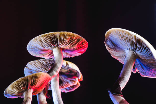 Mayhem or Magic? Psychedelic Medicines in Trauma Recovery