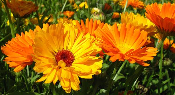 Herbs for Your Garden: Calendula